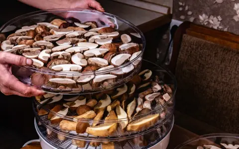 Ile prądu pobiera suszarka do grzybów i jak obniżyć koszty?