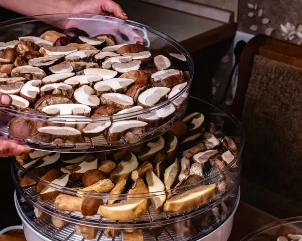 Ile prądu pobiera suszarka do grzybów i jak obniżyć koszty?